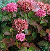 Hydrangea (Hortensie)