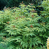 Sambucus racemosa ''Sutherland Gold' (Traubenholunder , Farnblättriger Goldholunder), frischer Austrieb mit roetlichen Blättern