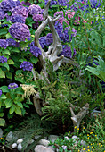 Hortensie (Hydrangea macrophylla) blau