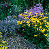 Rudbeckia 'Goldsturm' (Sonnenhut), Astern, Eryngium (Edel-distel)