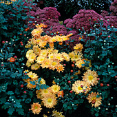 Dendranthema 'Golden Anemone', Sedum 'Autumn Joy' (Fetthenne)