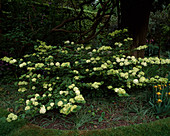 Viburnum plicatum 'Grandiflorum' (Schneeball) unter Bäumen