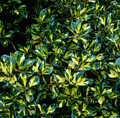 Ilex altaclerensis 'Lawsoniana' (Stechpalme)