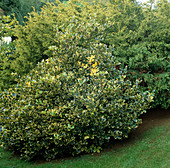 Ilex altaclerensis 'Lawsoniana' (Stechpalme)