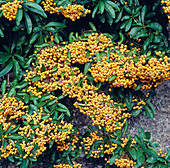 Pyracantha mit gelben Beeren (Feuerdorn)