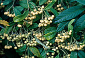 Gelbe Früchte von Cotoneaster 'Rothschidianus' (Zwergmispel)