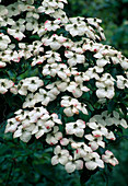 Cornus kousa chinensis (Hartriegel)