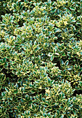 Ilex aquifolium 'Wateriana' (stechpalme)