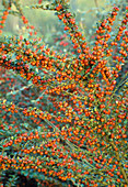 Cotoneaster marquandii (Zwergmispel)