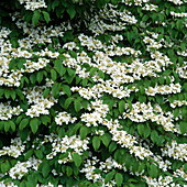 Viburnum plicatum 'Lanarth' (Schneeball)