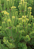 Pinus Mugo 'Winter Gold'