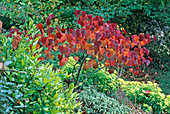 Cercis canadensis 'Forest Pansy' (Judasbaum)