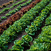 Verschiedene, bunte Salate (Lactuca) in Reihen im Gemüsegarten