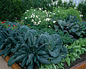 Gemüsegarten mit Grünkohl 'Nero di Toscana' und Blätterkohl (Brassica), Sauerampfer (Rumex acetosa), Zinnia elegans (Zinnien) und Cosmos 'Purity'(Schmuckkörbchen)