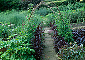 Gemüsegarten mit selbstgebautem Bogen als Rankhilfe für Lathyrus odoratus (Duftwicken), roter Amarant (Amaranthus), Pastinak (Pastinaca), blühende Zwiebeln (Allium cepa)