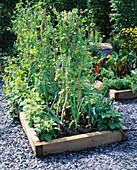 RAISED VEGETABLE BED with ONION 'Red BRUNSWICK' AND PEA 'Purple PODDED'. HAMPTON Court 2000, YOU MAGAZINE, DESIGN by Land Art LTD