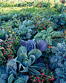 Gemüsegarten mit Blätterkohl'Cavalo Nero ', Rotkohl, Weisskraut, Grünkohl, Blattkohl' Roter Russischer '(Brassica)gemischt mit Sommerblumen