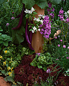 Auberginen 'Early Long Purple' (Solanum melongena) im Topf auf Terracotta - Säule, Salat (Lactuca), Primula veris (Schluesselblumen) und Schnittlauch (Allium schoenoprasum)