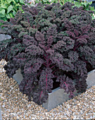 Grünkohl 'Redbor' (Brassica) im Beet mit Metall-Einfassung