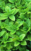 Origanum vulgare 'Aureum'