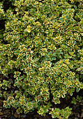Thymus citriodorus 'Golden King' (Zitronenthymian)