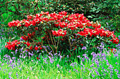 BLUEBELLS AND Rhododendron 'RUBINA'. MR & Mrs JURGENS Garden