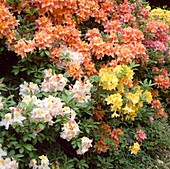 Azalea 'Solent Strain', Lobster Pot, Golden Girl, Gauge