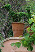 Topiary-Hühner sitzen auf einer Mauer in Terrakotta-Töpfen