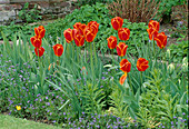 Tulipa 'Queen Wilhelmina' (Tulpen), Myosotis (Vergissmeinnicht)