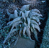 Vereiste Polystichum diversilobum-Gruppe im grünen Garten