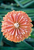 Frostbedeckte Kniphofia rooperi Blüte (Fackellilie)