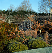Hamamelis x intermedia 'Jelena' und Rubus biflorus im Wintergarten
