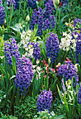 Hyacinthus 'Blue Magic' und 'L' Innocence '