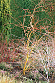 RUBUS THIBETANUS 'Silver FERN' & Salix X SEPULCRALIS 'ERYTHROFLEXUOSA'. UNIVERSITY BOTANIC Garden,CAMBRIDGE
