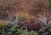 Rubus thibetanus 'Silver Fern', Salix sepulcralis 'Erythroflexuosa' (Weide), Cornus (Hartriegel)