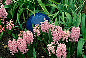 Hyacinthus 'Lady Derby' (Hyazinthen), blaue Kugel als Deko