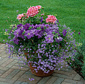 Terrakotta-Container mit Pelargonium zonale (Stehender Geranie), Petunia 'Sky Blue' (Petunie) und Lobelia 'Lavender' (Männertreu)
