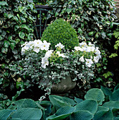 weiße Petunien, Buchs und Helichrysum petiolare