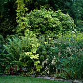 Euphorbia characias (Wolfsmilch), Viburnum opulus 'Aureum' (Schneeball), Humulus 'Aureus' (Gold-Hopfen), Dryopteris filix mas, Epimedium, Saxifraga , Nectaroscordum siculum (Bulgarischer Lauch)