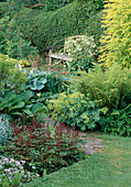 Farn, Alchemilla mollis (Frauenmantel), Hosta (Funkie), Astile (Prachtspiere), Bergenia (Bergenie), Aquilegia (Akelei) und Bank vor Hecke