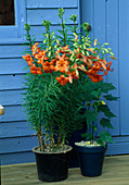 Orange Lilien in blau glasierten Töpfen auf gepflasterter Terrasse