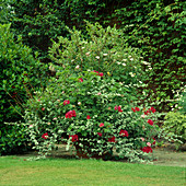 Terrakottabehälter mit Helichrysum (Strohblume), Efeu-Blättern, Pelargonium und Verbena