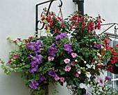 Petunia, Fuchsia, Impatiens, Helichrysum und Verbena