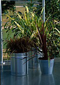 Metallcontainer auf Dachgarten mit Carex (Segge) und Phormium (Neuseeländischer Flachs)