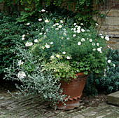 Terrakottatopf mit Helichrysum und Margeriten