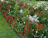Tiefrotes Beet mit Cheiranthus 'Fire King' (Goldlack), Tulipa 'West Point' (Tulpe), Fritillaria rubra
