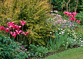 Lonicera 'Baggesen's Gold' (Heckenkirsche), Tulipa 'Mariette' (Tulpen), Iris (Schwertlilie), Geranium (Storchschnabel), Anthemis cupiana (Margerite), Achillea