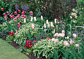 Tulipa (Tulpen), Hosta (Funkien), Camassia (Prairielilie), Primula (Primeln)
