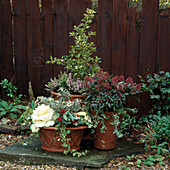 Wintercontainer mit Ilex Aquifolium 'Silver' (Stechpalme), Skimmia japonica rubella