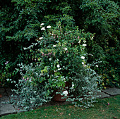 Topf mit Fuchsia 'Preston Guild', Argyranthemum frutenscens 'Edelweiß', Verbena 'Othello'